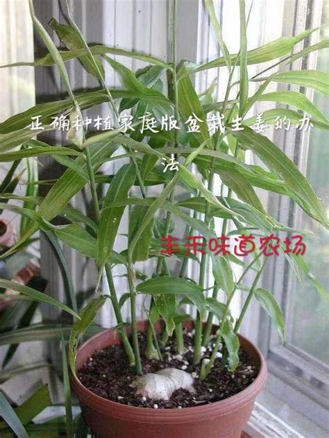 老薑種植盆栽|如何種植生薑？居家種植好吃生薑的七步教程 